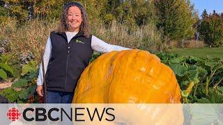 P.E.I.'s giant pumpkin growers nervous before this year's weigh-off