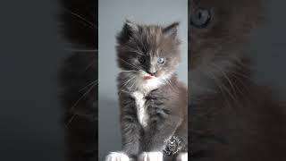  Maine Coon Kitten | Music Video | Maine Coons Cats #kitten