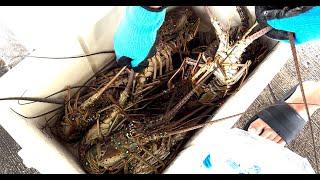 2024 LOBSTER MINI SEASON EXTRA DAY - ISG Miami / #lobster #saltlife