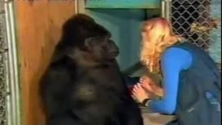 Koko the Gorilla Cries Over the Loss of a Kitten