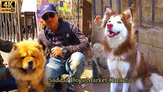 Saddar Unique and Cheapest Dogs Market 11-2-2024 Karachi | أجمل الكلاب في سوق الكلاب