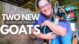 I Bought Some TINY Goats To Fix A BIG Problem | Dairy Goat VLOG