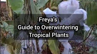 Freya's Guide to Overwintering Tropical Plants!