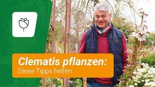 Clematis pflanzen: So geht's