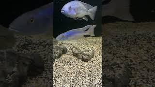 I *NEVER VACUUM* this Tank!