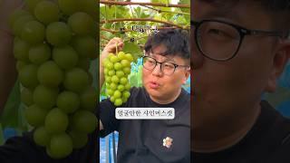 얼굴만한 대도농원의 샤인머스캣