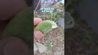 #poison #medicine #plants #bushes #aakh #jangal #junglee #hadoti #swelling #dawai #weedsongs #pedas