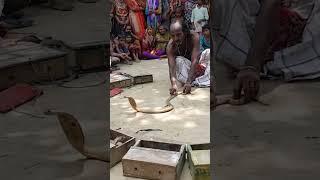 Live Snake Game Playing in Village