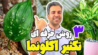 بهترین روشهای تکثیر گیاه آگلونما در خانه - ساده و کاربردی