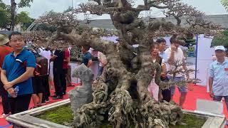 Outstanding of exhibition bonsai vietnam part 3