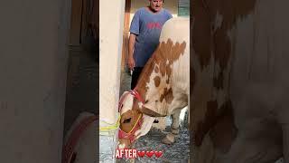 Mr. OG You Will Be Missed  #song #sad #love #alhamdulillah #cow #imissyou #sadstatus