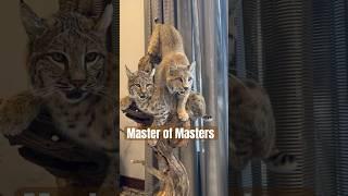 World Taxidermy Championships - Master of Masters Division 2024  #taxidermy #taxidermyart