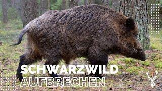 Anleitung zum richtigen Aufbrechen von Schwarzwild / Wildschwein