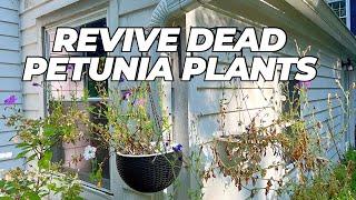 Tired Petunia Plants | Rejuvenate your hanging Plant containers | Run to Lowes for Plants | Gardens