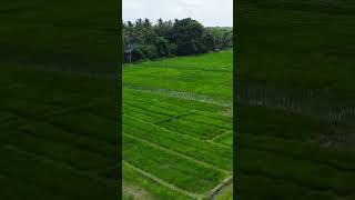 Paddy fields - Sri Lanka  #srilanka #nature #asiancountry #travel #visitsrilanka #foryou #peace