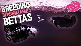 Breeding Black Mamba Bettas