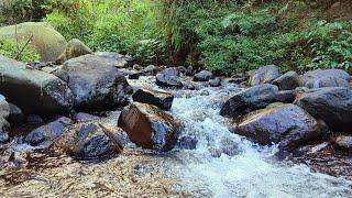 Water Sound Flowing Through Large Rocks/Birds Chirping on Green Tree Branches Magical Natural Sound