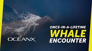 Searching for Rare Whales in Indonesia