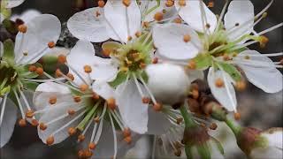 Eichelsachsen-Info 48 / Schlehenblüte im Eichelbachtal