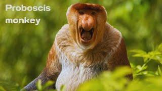 Discovering the Quirky World of Proboscis Monkeys | Nature's Peculiar Creatures"