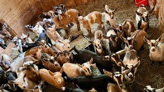 Epic Running of the goats 2025!!