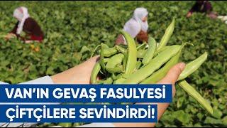 Van’ın ‘Gevaş Fasulyesi’ Tescillendi | AGRO TV Haber