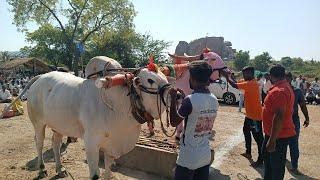 navalkal general bulls race 8,9,10va kadi sirwar raichur dist Karnataka