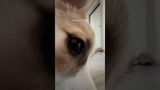 Лея В УЖАСЕ  #корги #corgi #коргимисси #мисси #shorts #shortsvideo #puppy #щенок #милыесобачки