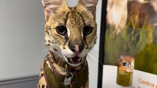 Wild Serval Bites My Hand