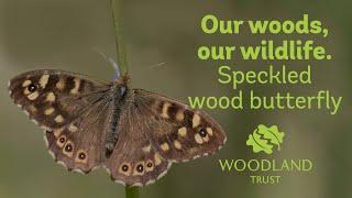 Speckled wood butterfly - Our woods, our wildlife | Woodland Trust