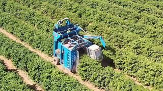 Coffee harvesting in Cerrado, Brazil