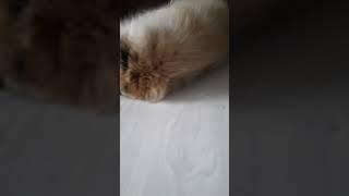 Шпиц Блэйки и его любимые сумасшедшие игры :)