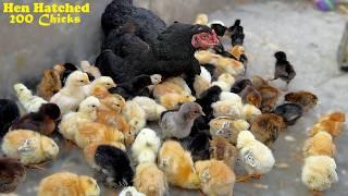 Incredible-Hen Harvested 200 Eggs to baby Chicks / 200 Chicks with 1 mother hen 