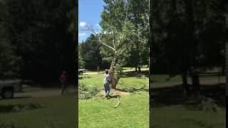 Slow Motion Tree Fall!