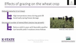 Dual-Purpose Wheat: Winter Wheat as a Forage System