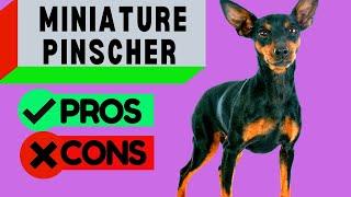 Miniature Pinscher Pros and Cons / Including Min Pin Barking Problems / Should you get One!