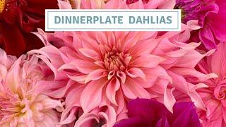 Dahlia Tour Dinnerplate Varieties 2022