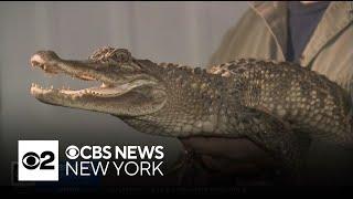 Stray alligator found in New York creek