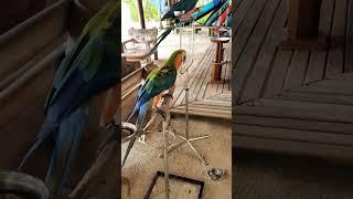 Dancing Macaw | Malahini - Maldives