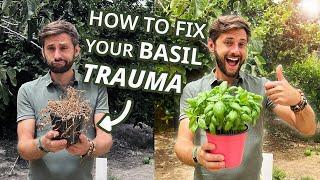 How to save your Basil Plant : Growing Basil, Harvesting & Plant Care tips