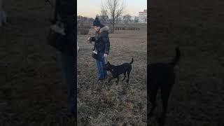 Кане корсо 7 мес.