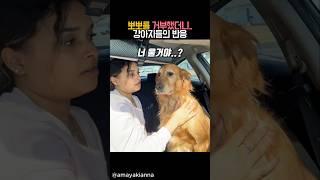 뽀뽀를 거부했더니...강아지들의 반응 #동물 #강아지 #개