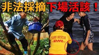 中國大媽再次紅遍海外！國外非法採摘濫挖野菜，組團挖筍摘果、捕魚砍樹，耍賴無果被警察當場帶走！#峽谷課代表#網紅#中國#直播#人物#解說#有趣#故事