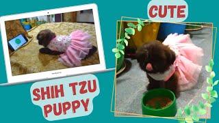 Cute Shih Tzu Puppy