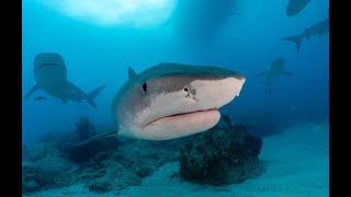 Baited Scuba Diving with Tiger Sharks, Bull Sharks, Lemon Sharks and Reef Sharks!