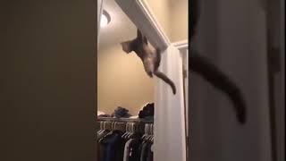 The Impossible Cat