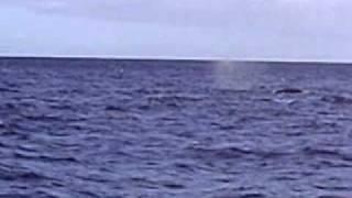 Whale Watching and Black Pearl Vlog
