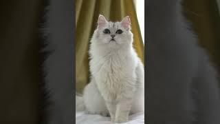 Persian cat #persiancat #cat #catbreed