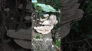 Trametes Gibbosa or Lumpy Bracket fungus