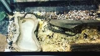 Live Feeding Video, Graphic Content, Highonsnakes, Live Feeding mouse to Western Pigmy Rattlesnake